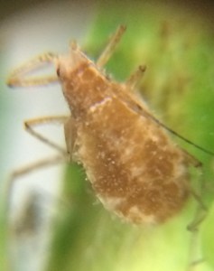 aphid4