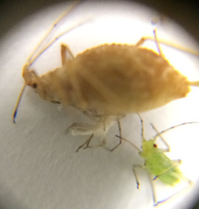 aphid5