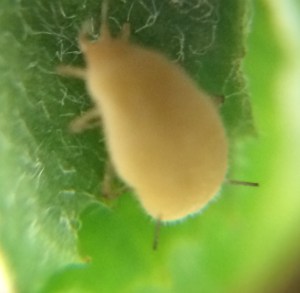 aphid6